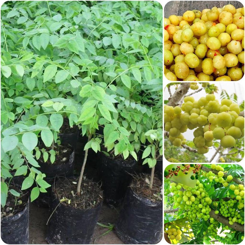 Cây giống Chùm Ruột NGỌT siêu Trái .