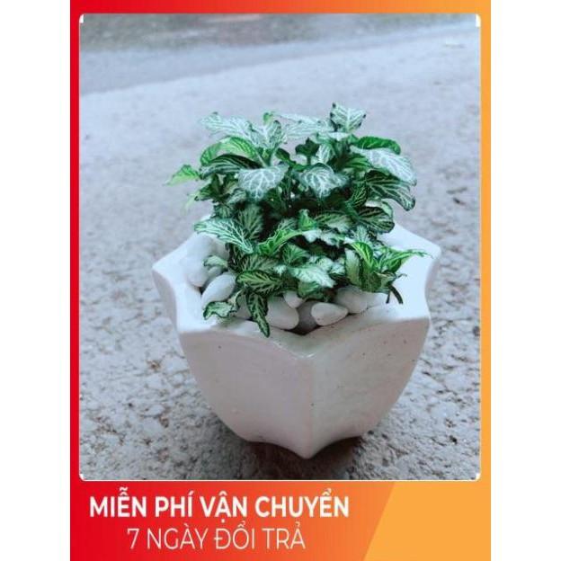 Chậu Cẩm Nhung Xanh