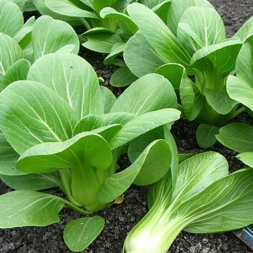 Hạt giống rau cải thìa , đóng gói 20gr