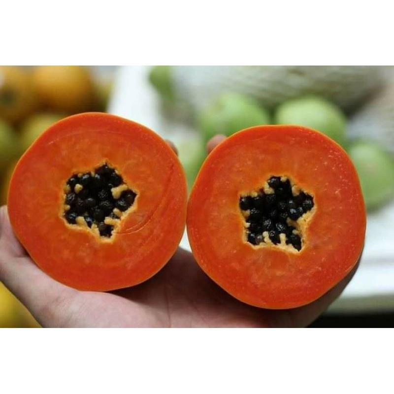 Đu đủ lùn ....tím nhật