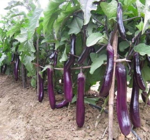 Hạt Giống Cà Tím Quả Dài - Giống Chuẩn Giá Rẻ
