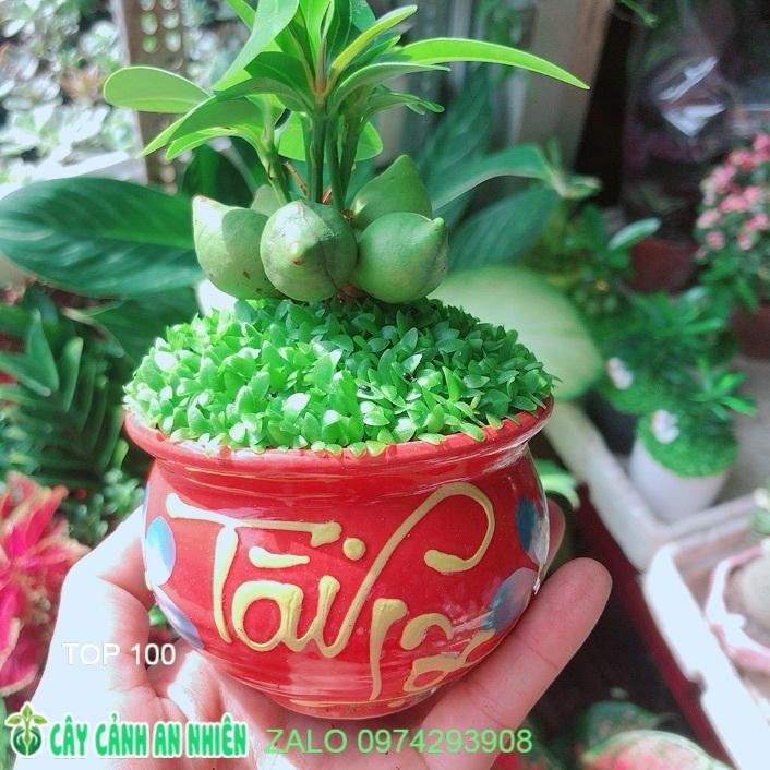 Chậu Cây May Mắn Tài Lộc