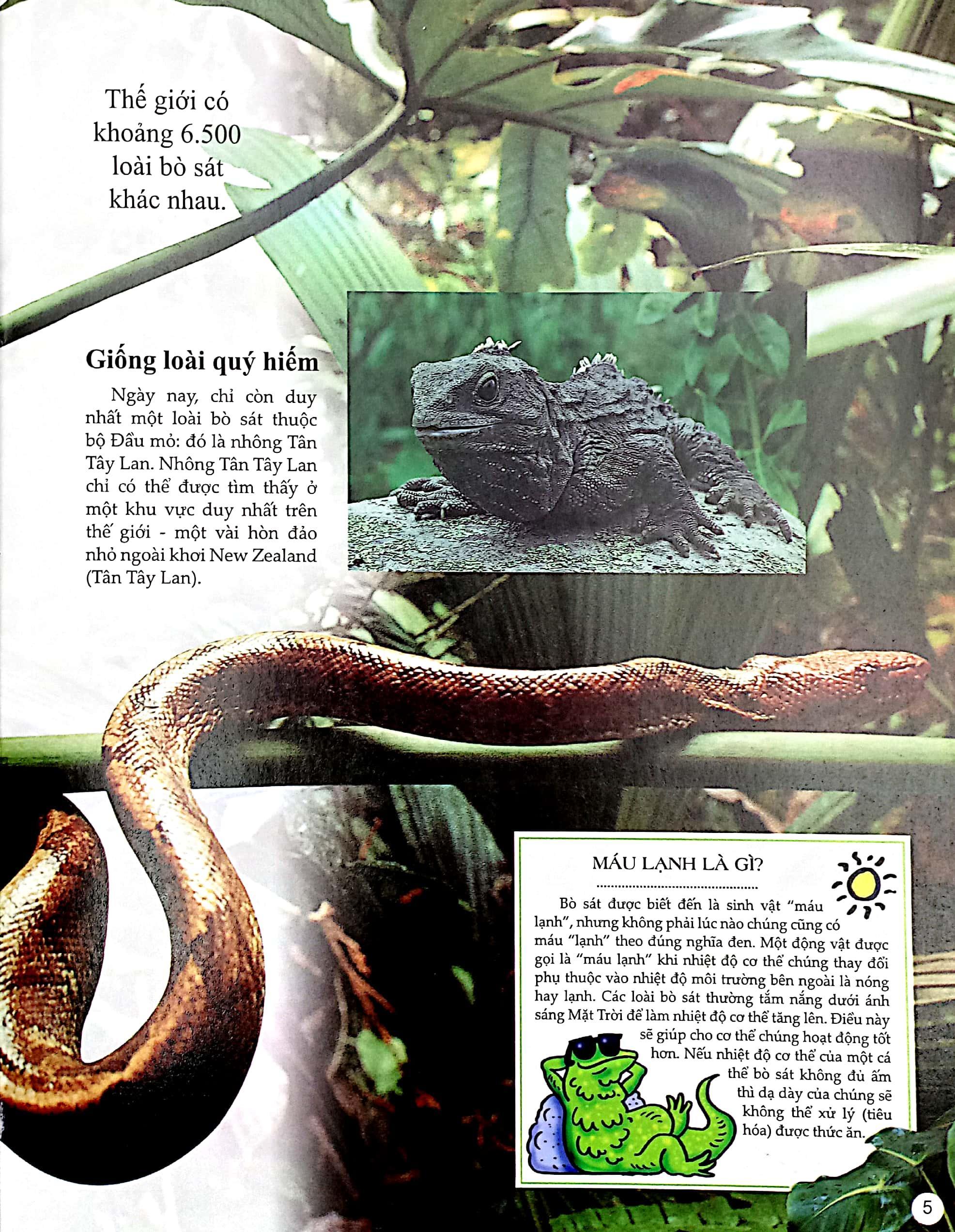 Sách Bách Khoa Tri Thức Về Khám Phá Thế Giới Cho Trẻ Em - Reptiles - Bò Sát