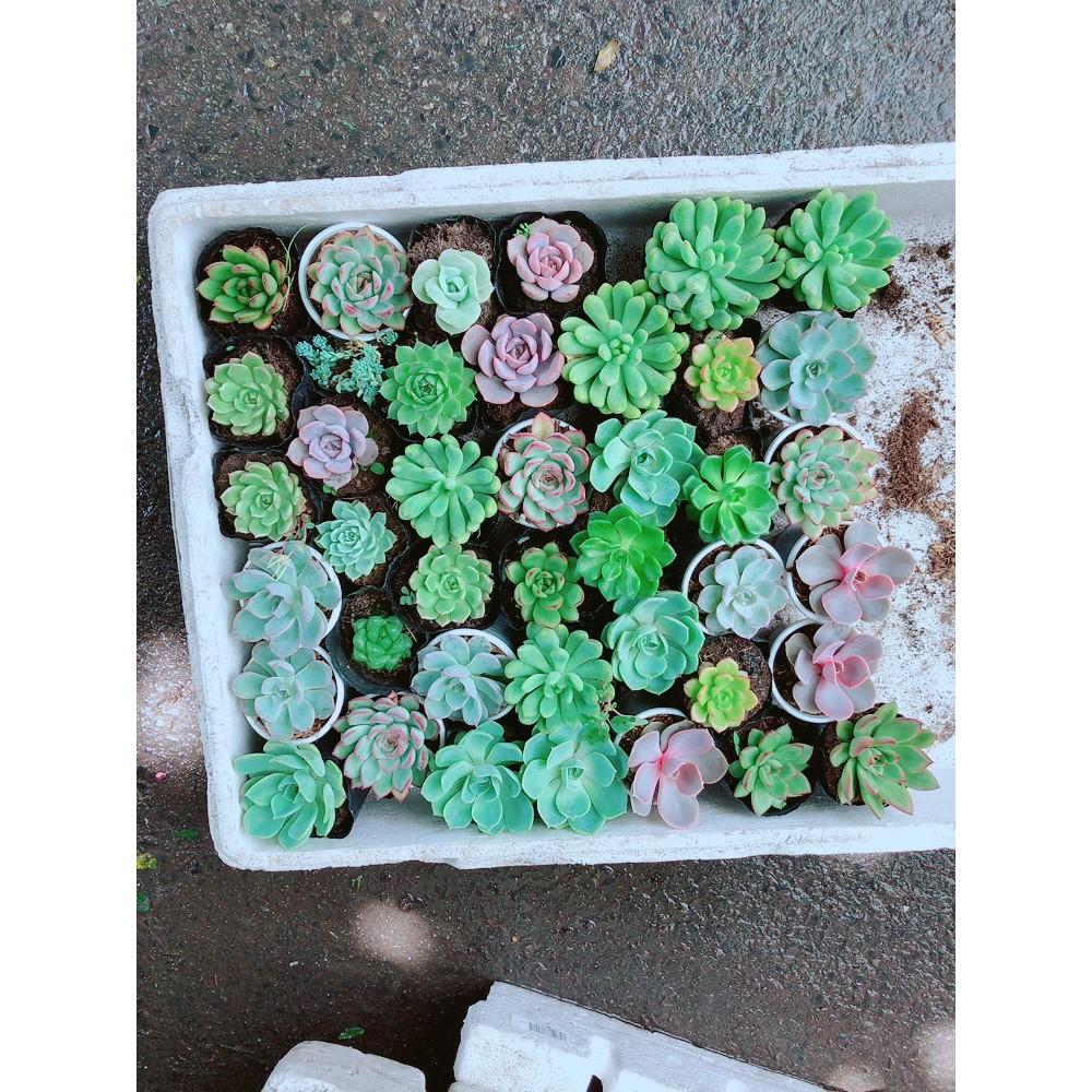 Combo 10 Cây Sen Đá