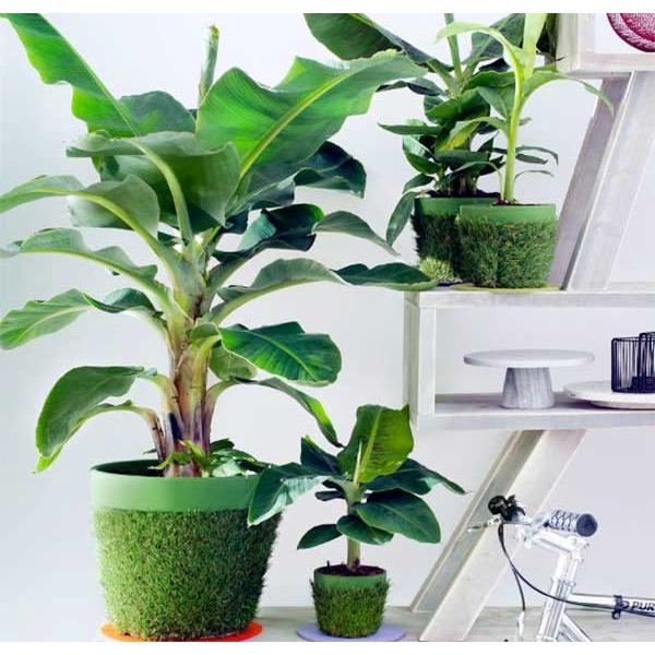 Cây giống Chuối Cảnh - Mini .