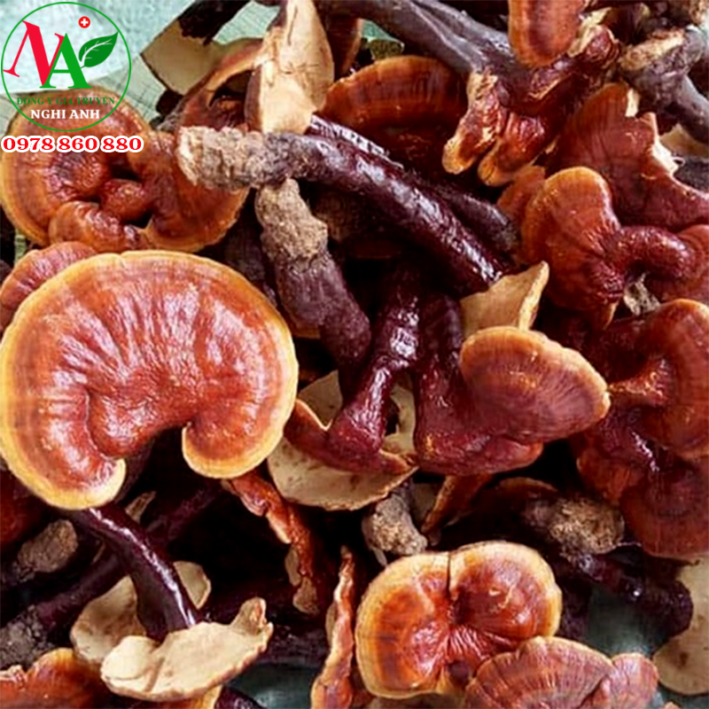 Nấm Lim Xanh Rừng Đông Y Nghi Anh 200gr giải độc gan tan mỡ máu, ổn định huyết áp tốt tim mạch