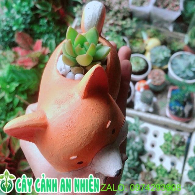 Chậu Cây Cẩm Nhung