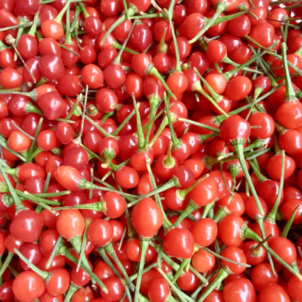 20 Trái Ớt Giống Siêu Cay Chiltepin