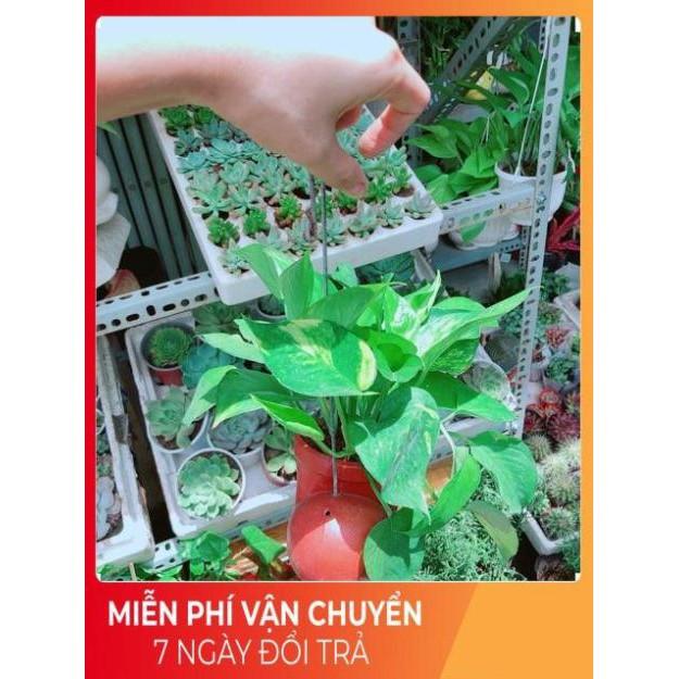 Chậu Trầu Bà Thái