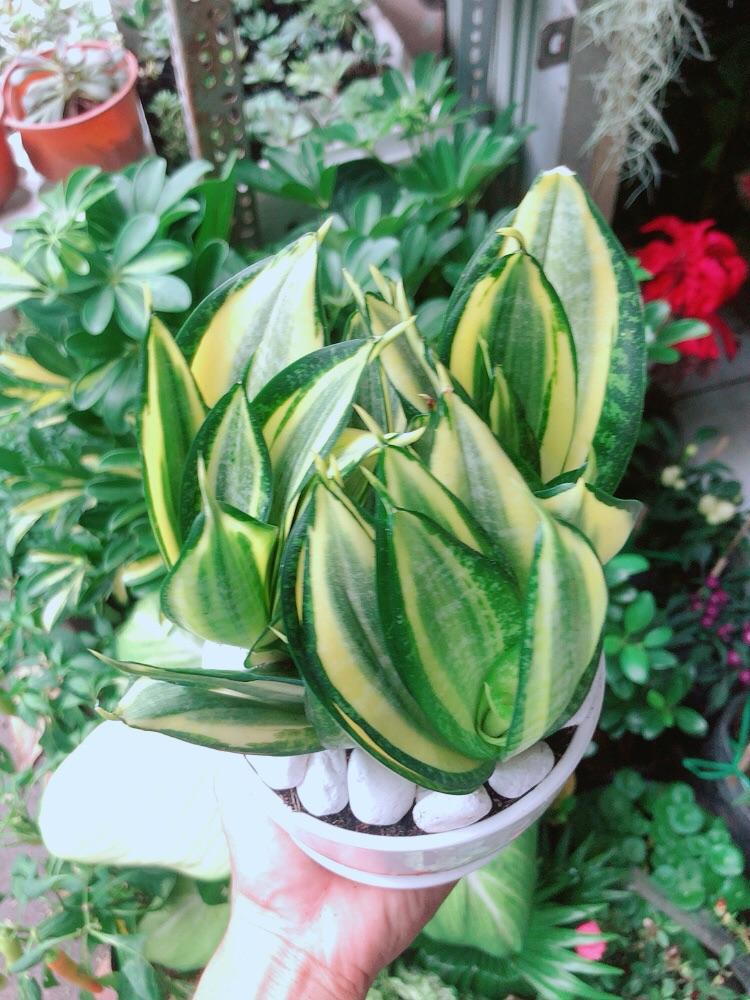 Chậu Cây Lưỡi Hổ Thái Vàng