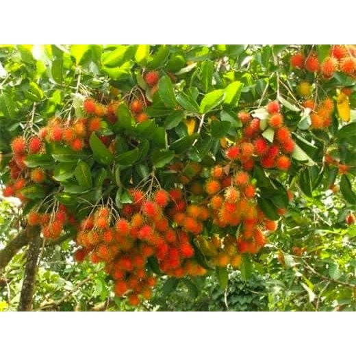 CÂY GIỐNG CHÔM CHÔM THÁI LÙN RUỘT VÀNG