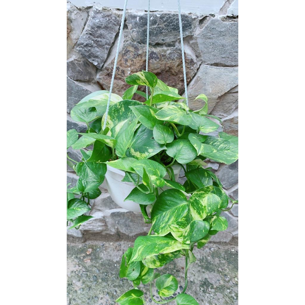 Chậu Cây Trầu Bà Thái Xanh