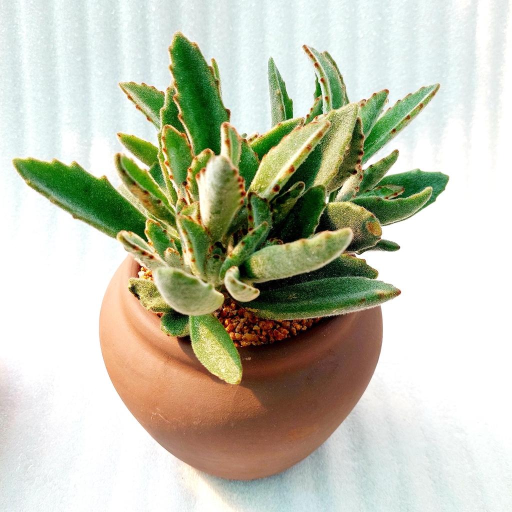 Chậu đất nung - Chum lùn, đường kính miệng 14cm, chiều cao 15cm
