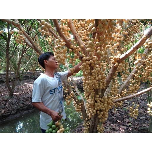 Cây giống Bòn Bon ghép .