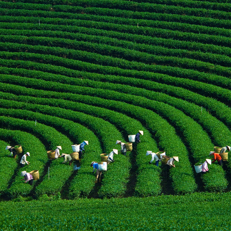 Tour 2N1Đ Săn Mây Tà Xùa - Đồi Chè Thanh Sơn - Háng Đồng, Khởi Hành Thứ 7 Hàng Tuần Từ Hà Nội