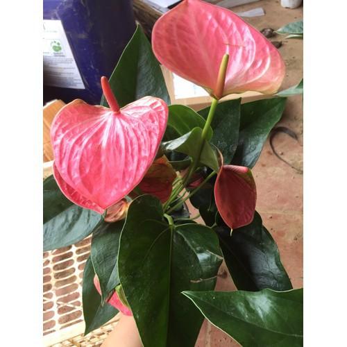 Chậu cây hồng môn MÀU HỒNG ĐẬM, cây phong thủy để bàn cho gia chủ vượng khí , nhiều tài lộc - nchmmhd