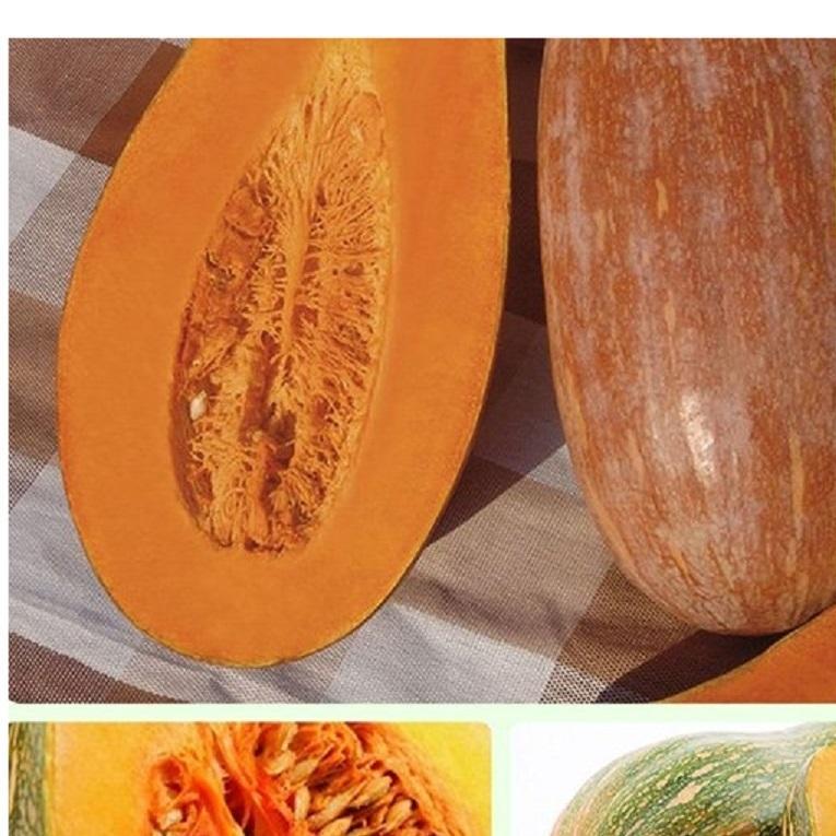 HẠT GIỐNG BÍ HẠT ĐẬU GÓI 10G - NĂNG SUẤT CAO, NHANH THU HOẠCH TỶ LỆ NẢY MẦM CAO