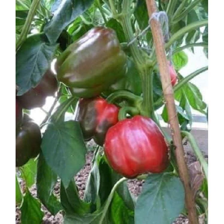 Hạt giống ớt chuông Đà Lạt - 10Hạt/gói