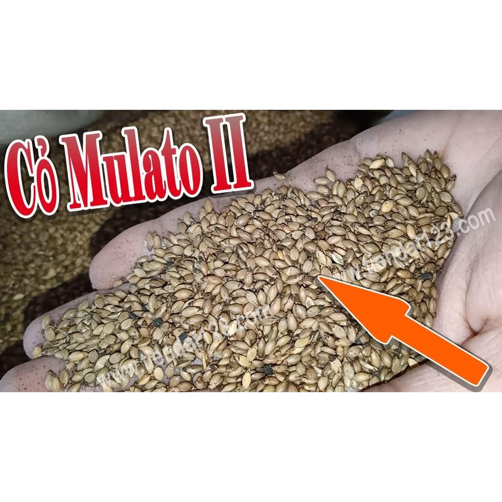 Hạt giống cỏ Mulato II - Cỏ Sả Dinh Dưỡng (gói 100g)