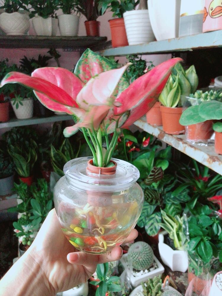 Chậu Cây Vạn Lộc Thuỷ Sinh
