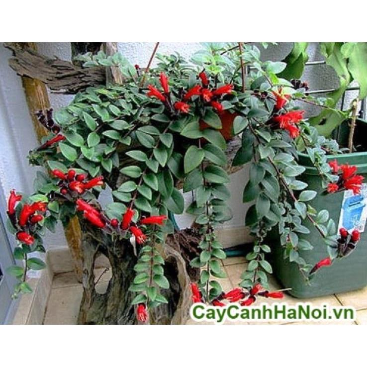 CÂY Hoa son môi hoa đẹp - Độc Đáo cho không gian nhà bạn