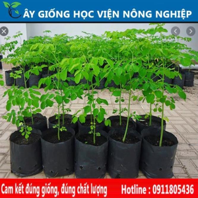 Sản phẩm Cây Ăn Trái cây chùm ngây cây rau quý có nhiều lợi ích cho sức khỏe