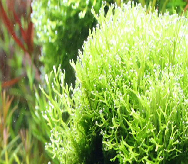 Hộp 60 viên sủi CO2 cho bể cá nuôi trồng thủy sinh