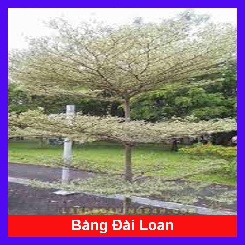 Cây Bàng Đài Loan - cây cảnh vườn + tặng phân bón cho cây