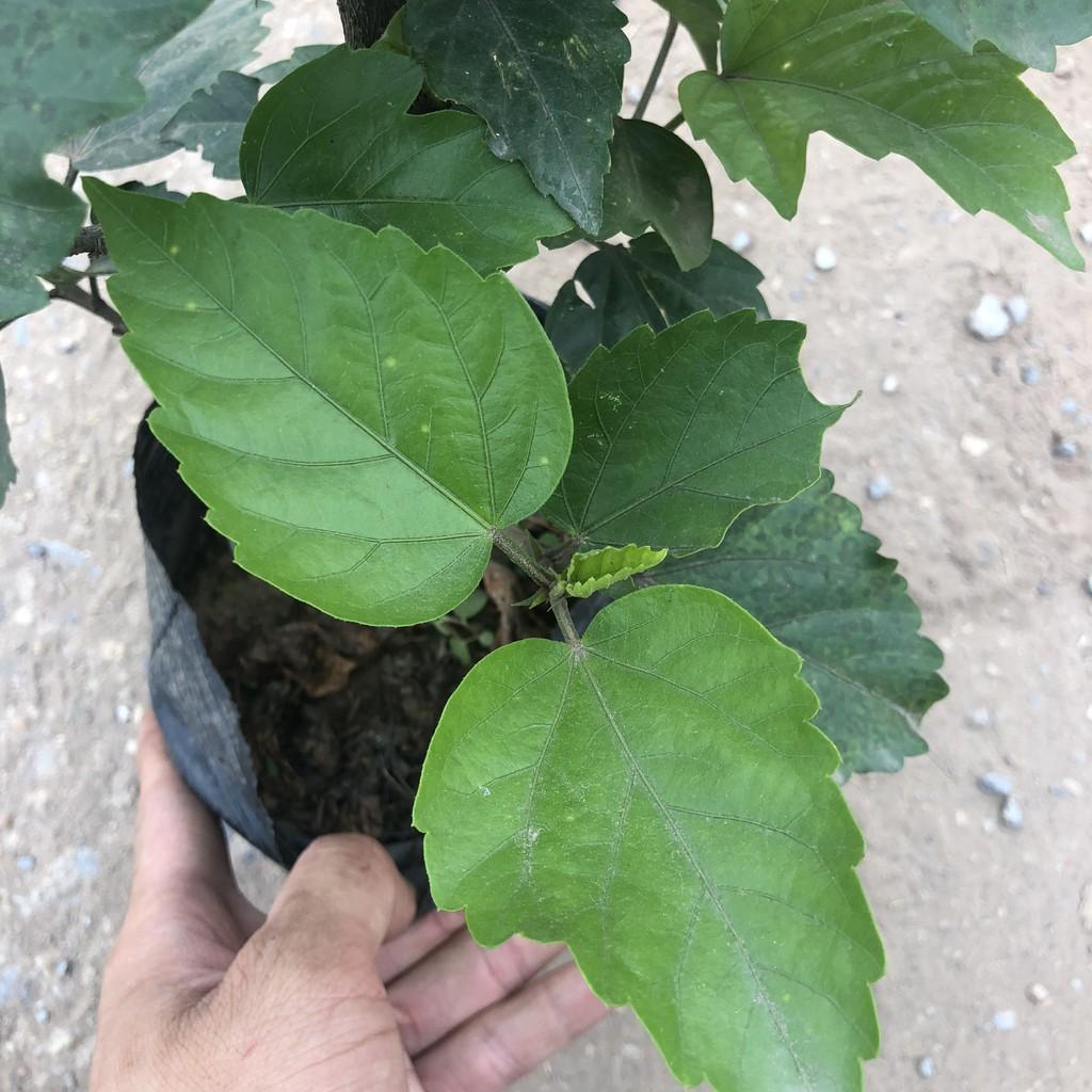 Cây dâm bụt thái hoa đỏ, chiều cao 30-35cm thân gốc to cây tán sum suê đẹp thích hợp trang trí sân vườn