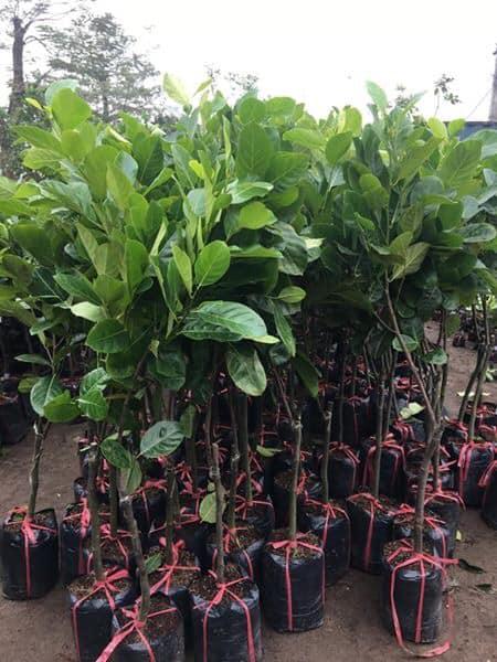 CÂY GIỐNG MÍT SƠ ĐỎ RUỘT ĐỎ MALAY