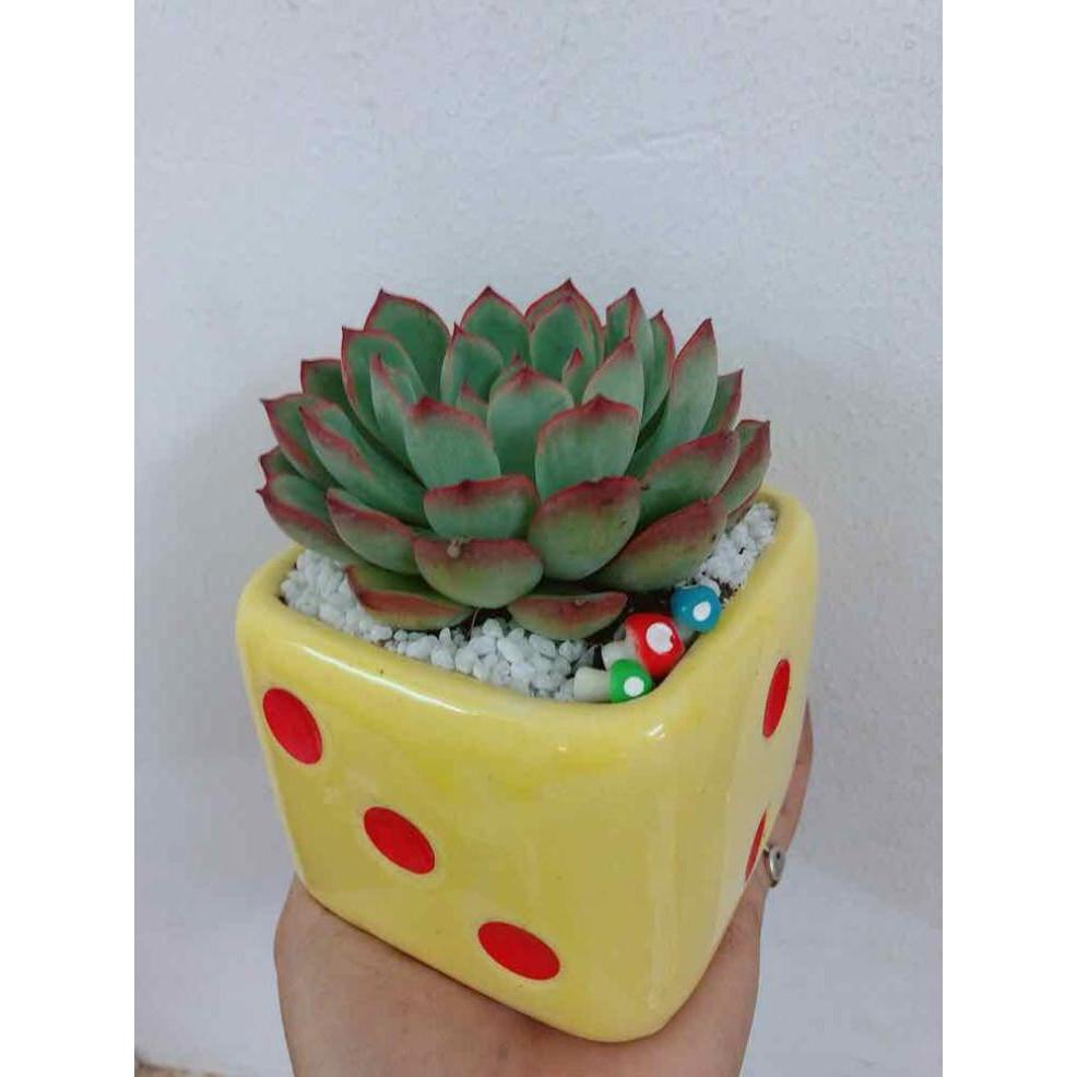 Chậu cây sen đá Bán Chạy