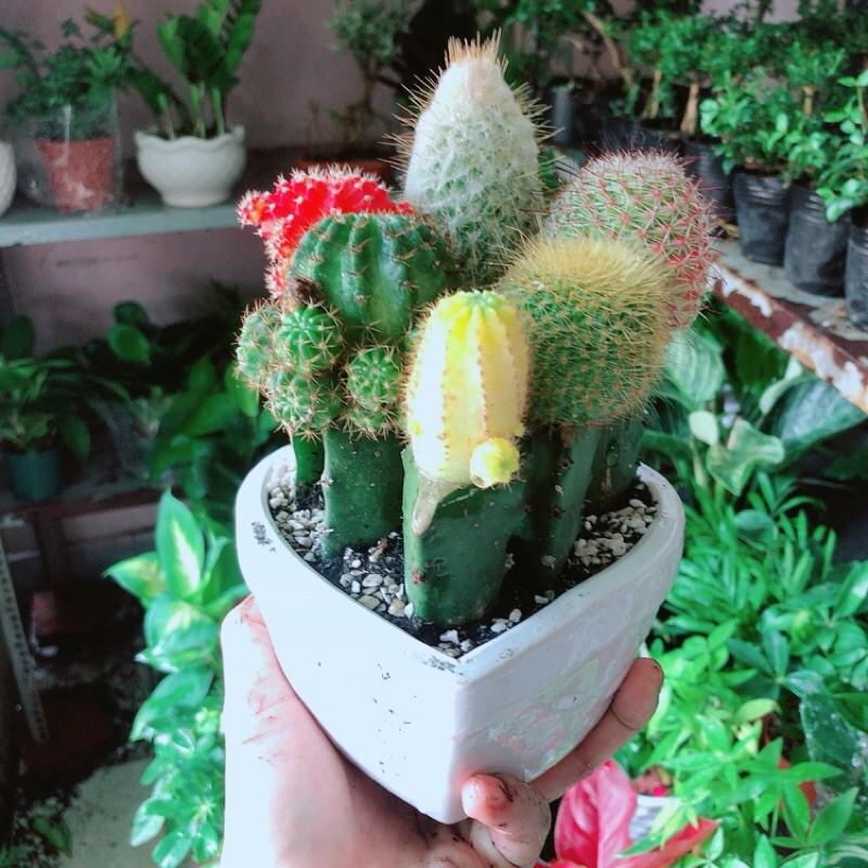 Chậu Xương Rồng Tiểu Cảnh