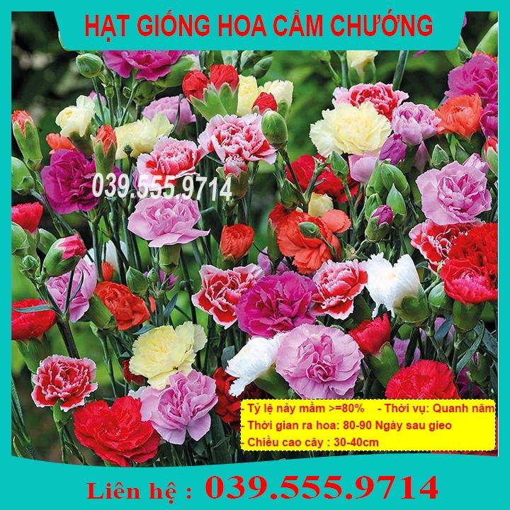 Hạt Giống Cẩm Chướng Đơn Mix - Hoa trồng chậu tại nhà, sinh trưởng tốt