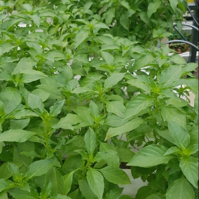 Hạt giống rau húng thơm - Rau thơm sả KNS3218 - Gói 2gram