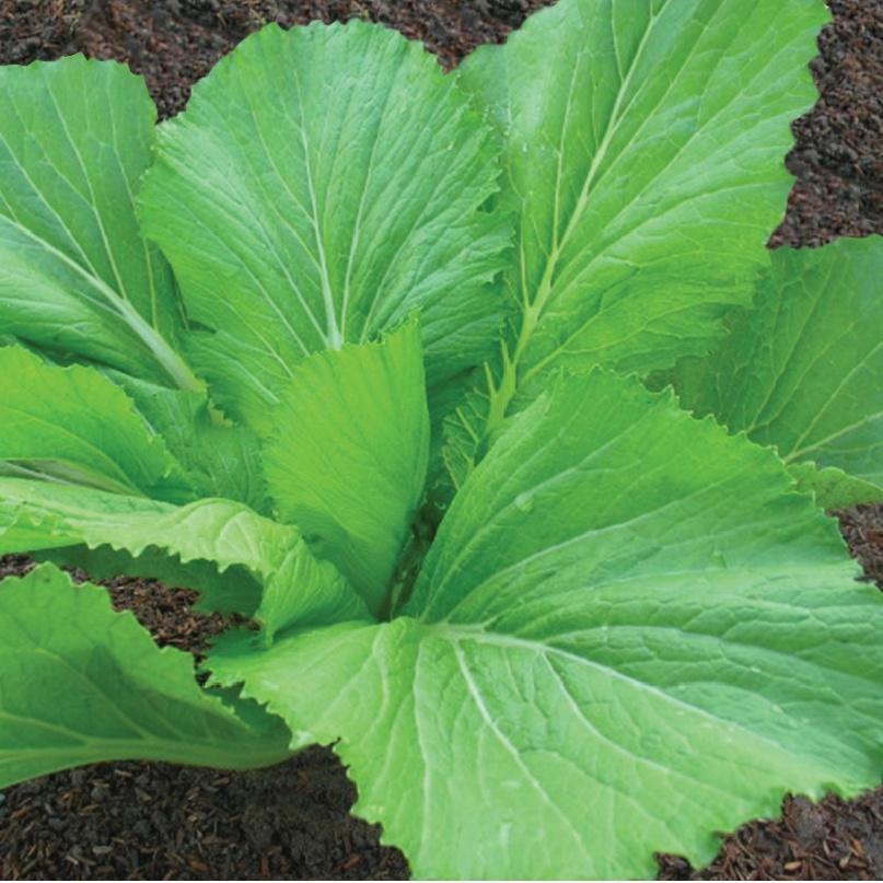 Hạt giống rau Cải bẹ xanh mỡ -gói 100 gram/tặng kèm gói phân bón lót