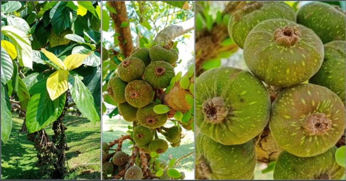 Cây Giống Vả mật xanh, ngoã mật (vả rừng - cây dễ trồng - siêu trái bao đổi trả)