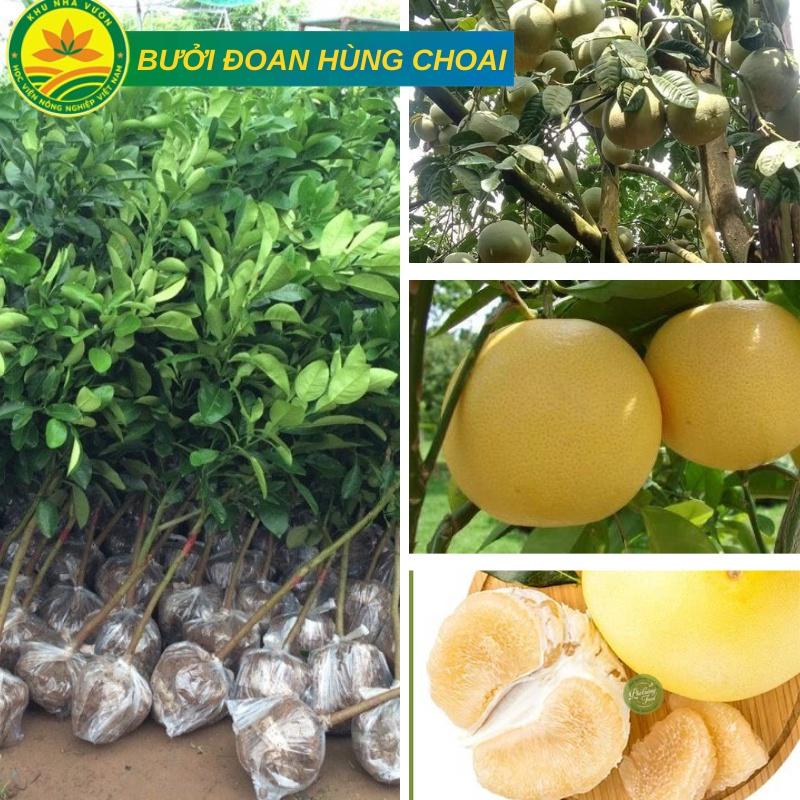 Cây Bưởi Đoan Hùng choai cao từ 1m-1,2m giống ghép chuẩn cho quả luôn siêu chất lượng, cây khỏe