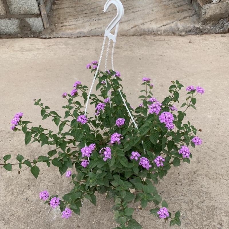 Chậu hoa ngũ sắc tím rủ treo bán kính 25-30cm, chậu hoa treo ban công, sân vườn nở rực rỡ đẹp mắt