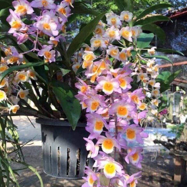 CHẬU LAN KIỀU TÍM, KIỀU HỒNG ,DÒNG LAN THỦY TIÊN