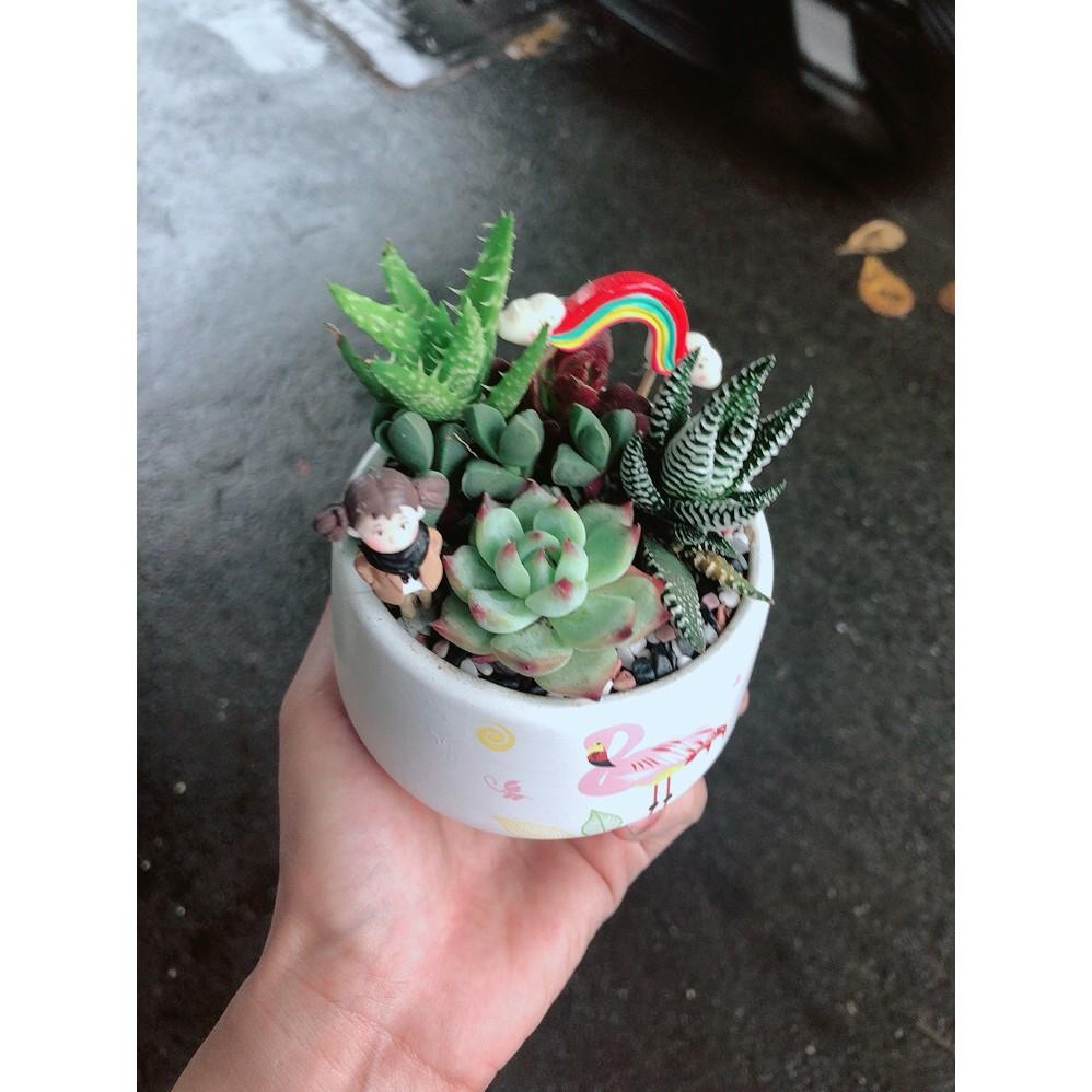 Chậu sen đá tiểu cảnh 14