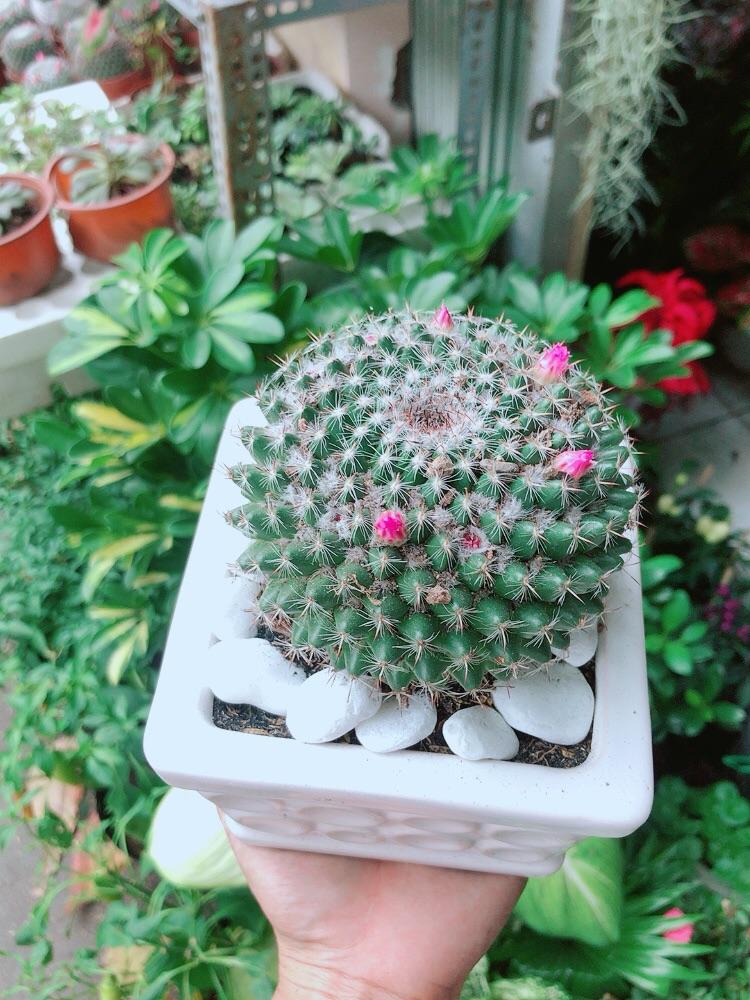 Chậu Cây Xương Rồng Nở Hoa