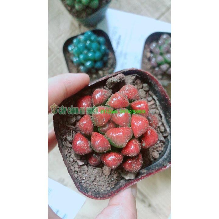 Chậu Sen Kim Cương Copi