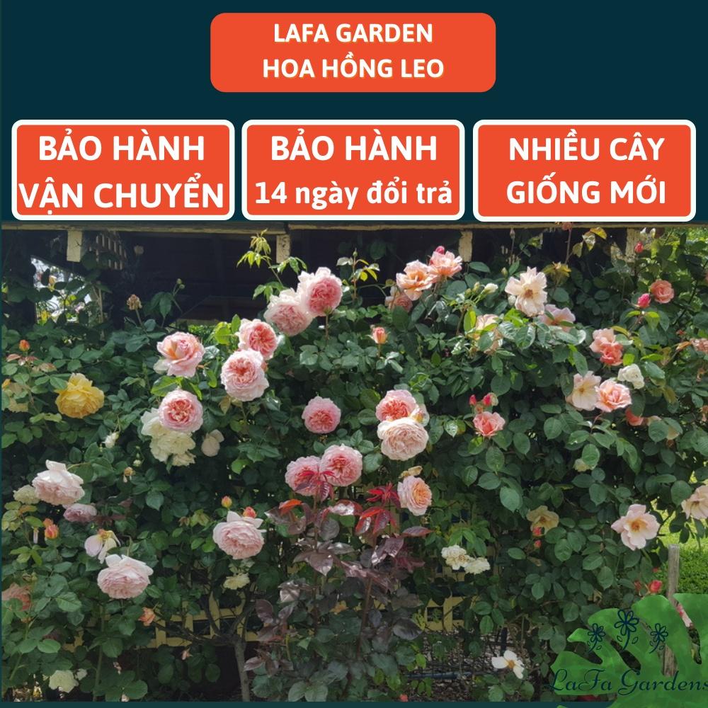 Hoa hồng leo LAFA GARDEN cao 45-60cm, cây có bầu đất khỏe, tặng kèm phân bón hữu cơ ECO ROOT, Combo phân bón hoa hồng