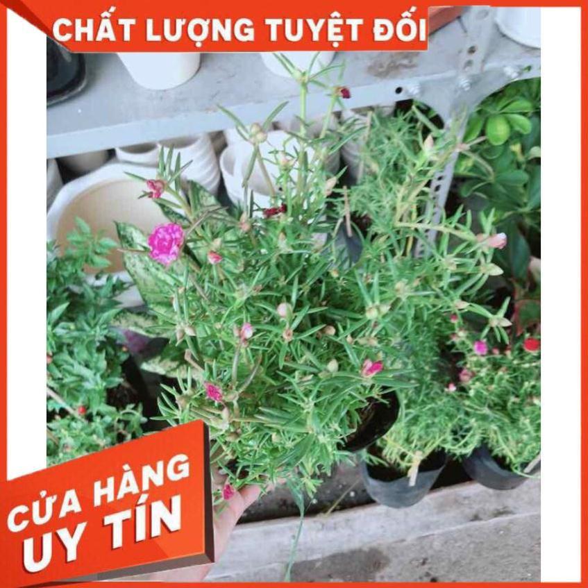 Hoa mười giờ mỹ Nhiều Người Mua