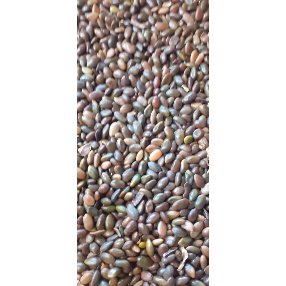 50 gram hạt giống bồ kết