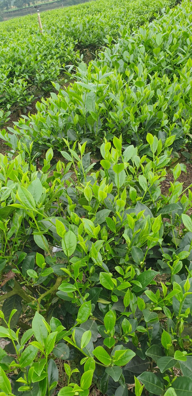 500 Gram trà tôm nõn Tân Cương Thái Nguyên, top 10 cơ sở uy tín nhất Thái Nguyên