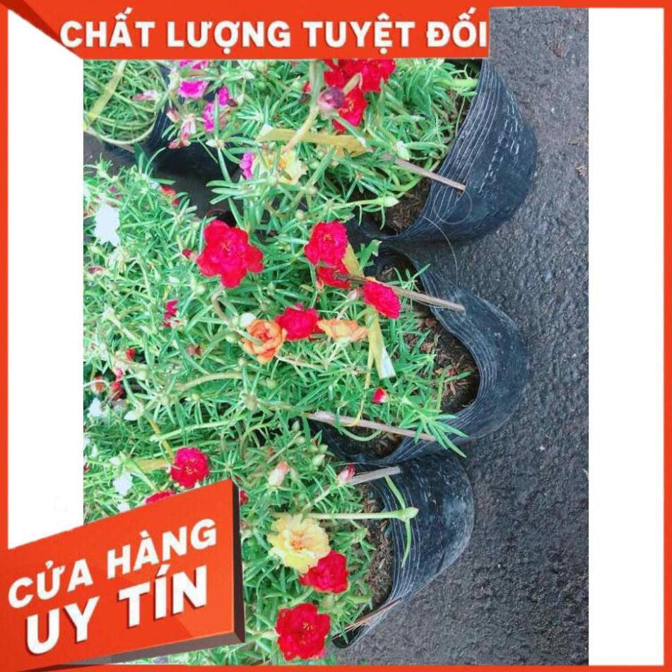 Hoa mười giờ mỹ Nhiều Người Mua