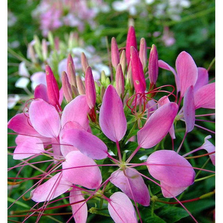 Hạt giống hoa Hồng Ri  Mix  nhiều màu - 30hạt/gói