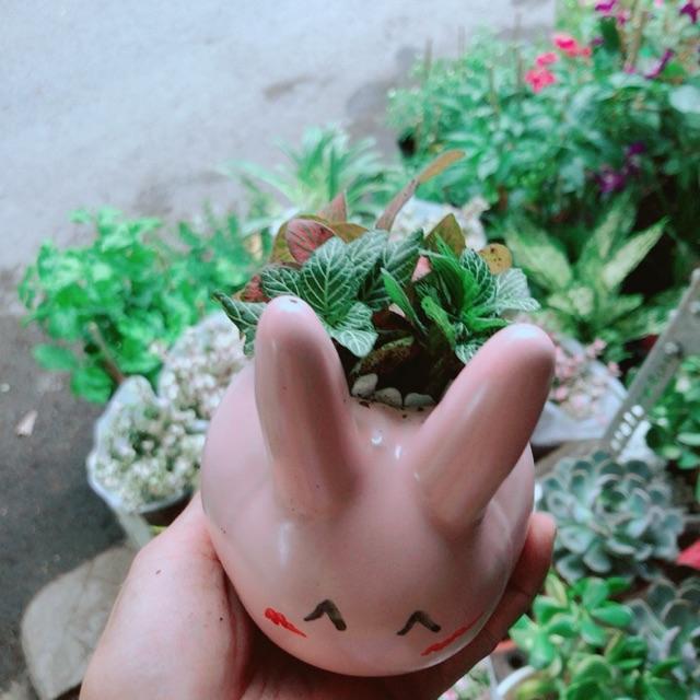 Chậu Cây Cẩm Nhung Heo Hồng