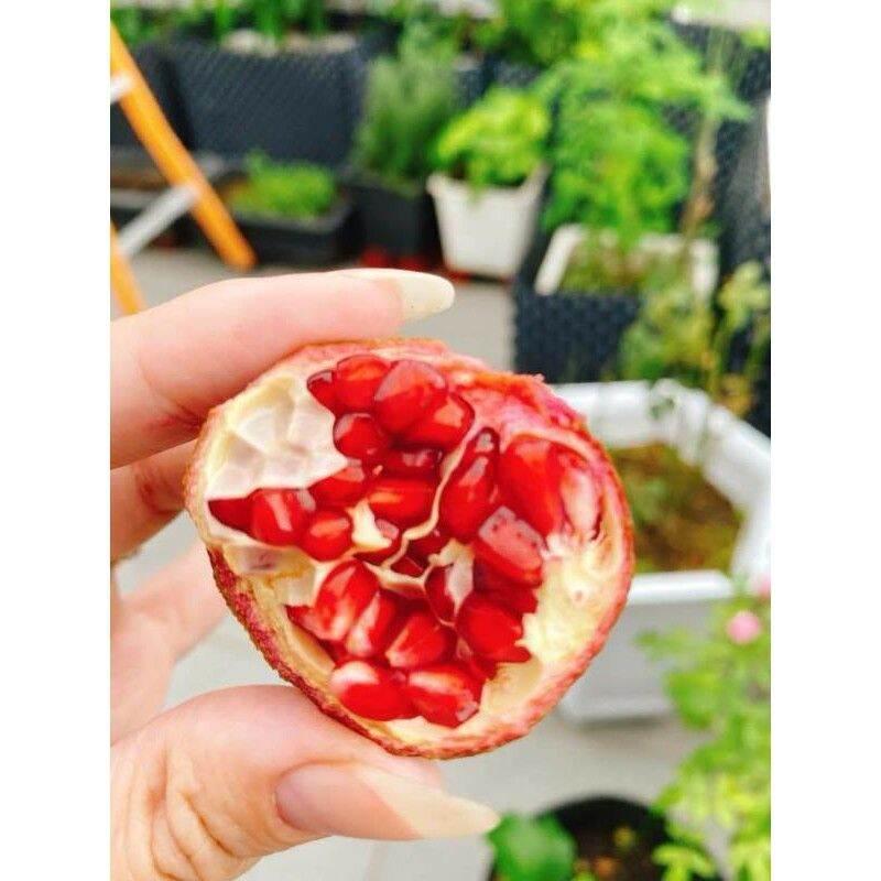 Cây Lựu đỏ.. siêu sớm...